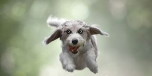 Dogs in Flight beloved rescue dog - Civilized Bears