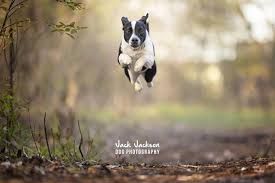 Dogs in flight - when dogs can fly