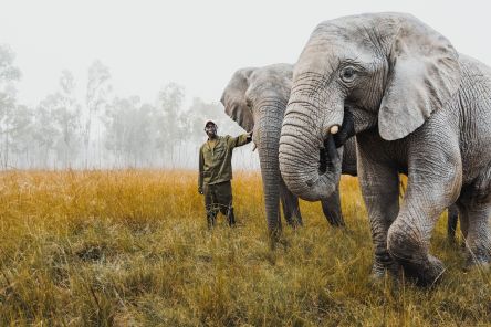 Wildlife Rescue Program - elephants