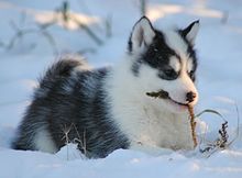 Inuit Husky pup