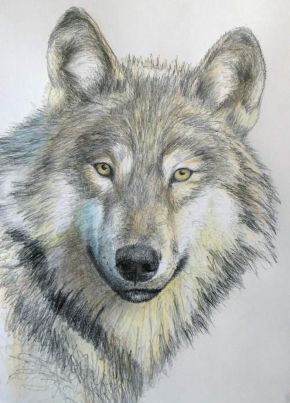 Native American wolf mythology - northern wolves
